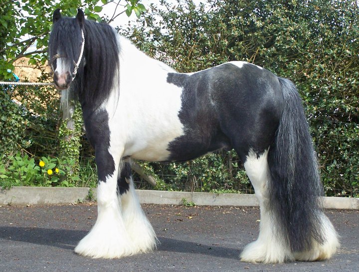 Hermits China Boy - Feathered Cob